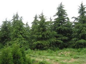 水下雪松,水下雪松的神秘世界