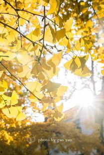 金色韶华,岁月如歌，青春无悔的辉煌篇章